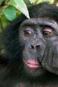 bonobo