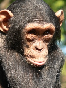 chimp